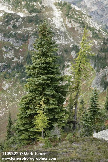 Picea engelmannii; Larix lyallii