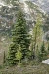 Engelmann spruce w/ Subalpine Larch