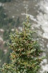 Engelmann spruce crown w/ cones