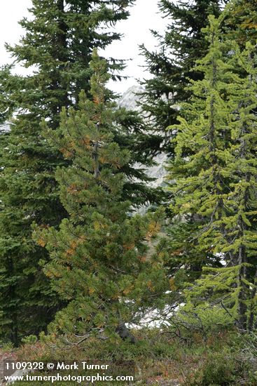 Pinus albicaulis