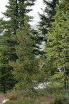 Whitebark Pine w/ Engelmann Spruce & Subalpine Larch