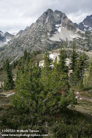 Pinus albicaulis