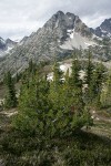 Whitebark Pine w/ Corteo Peak bkgnd