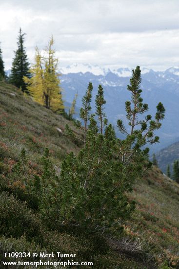 Pinus albicaulis