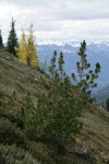Whitebark Pine w/ Subalpine Larch soft bkgnd