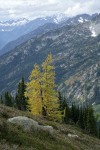 Subalpine Larch in subalpine landscape