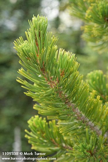 Pinus albicaulis