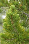 Whitebark Pine foliage