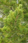 Whitebark Pine foliage