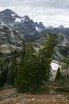 Whitebark Pine in subalpine landscape