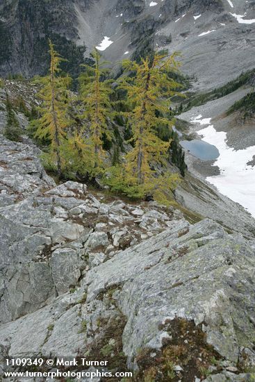 Larix lyallii