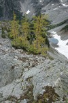 Subalpine Larches above small tarn