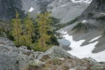 Subalpine Larches above small tarn