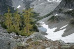 Subalpine Larches above small tarn [pan 4 of 6]