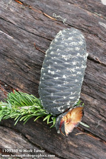 Abies amabilis