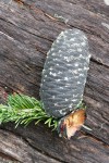 Silver Fir cone