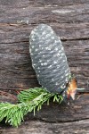 Silver Fir cone