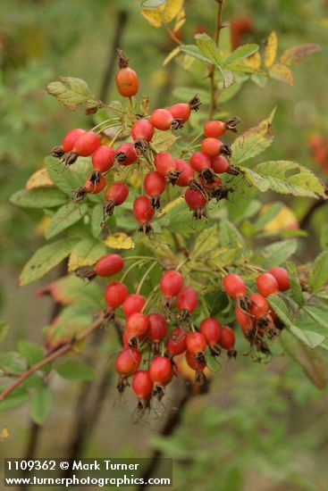 Rosa pisocarpa