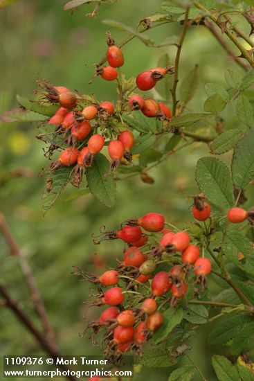Rosa pisocarpa