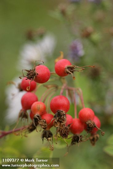 Rosa pisocarpa