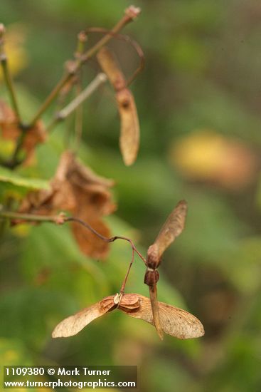 Acer circinatum