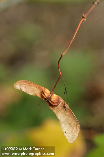 Acer circinatum