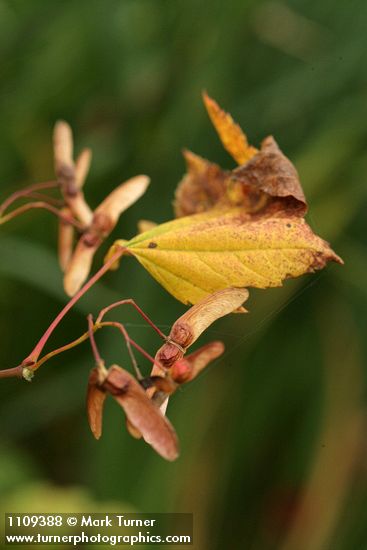 Acer circinatum