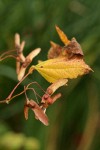 Vine Maple samaras w/ yellowing leaf