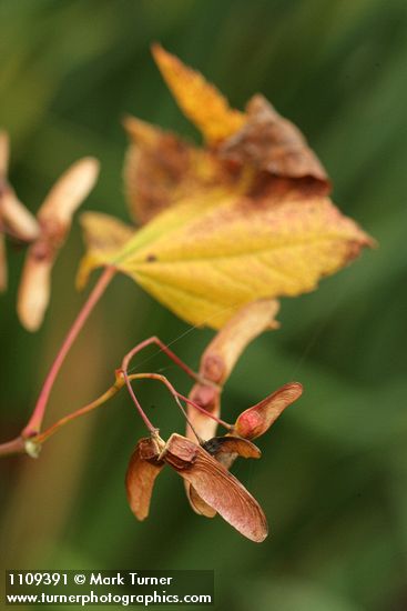 Acer circinatum