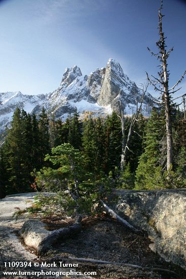 Abies lasiocarpa; Pinus contorta; Picea engelmannii