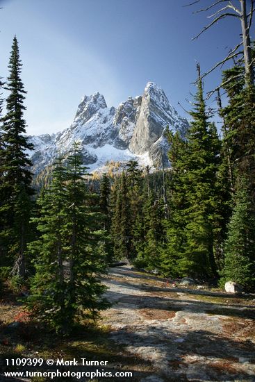 Abies lasiocarpa