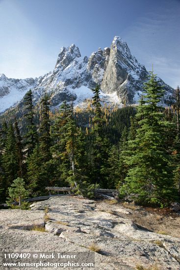 Abies lasiocarpa; Larix lyallii