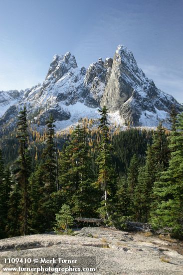 Abies lasiocarpa; Larix lyallii