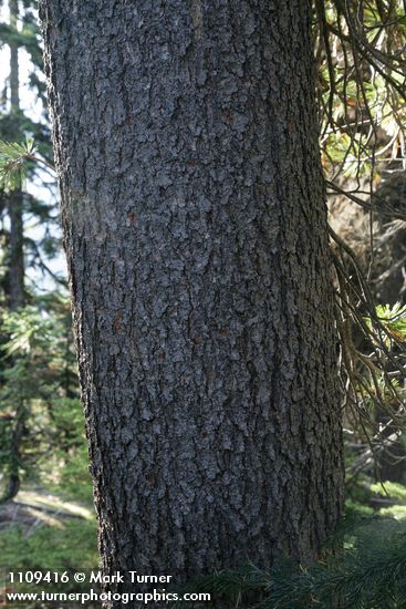 Pinus albicaulis