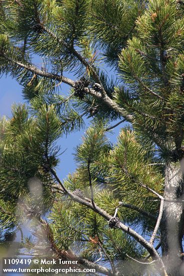 Pinus albicaulis