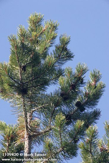 Pinus albicaulis