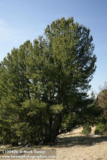 Pinus albicaulis