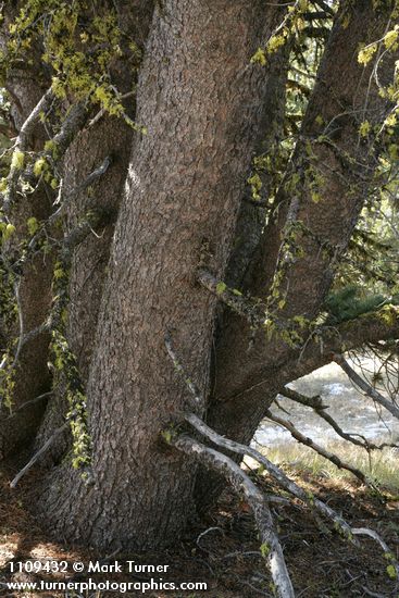 Pinus albicaulis