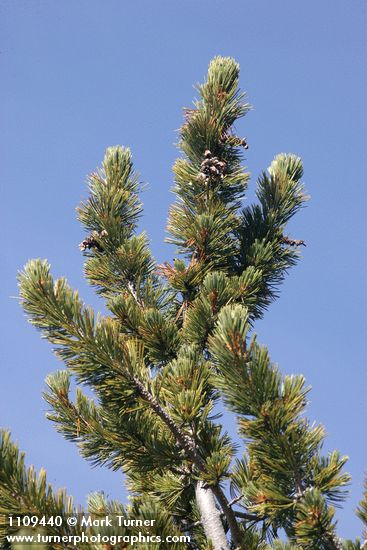 Pinus albicaulis