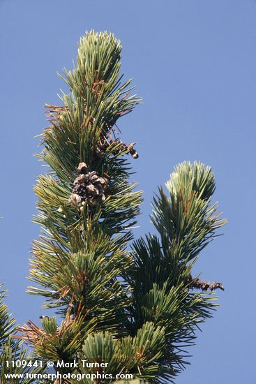 Pinus albicaulis