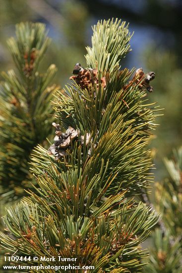 Pinus albicaulis