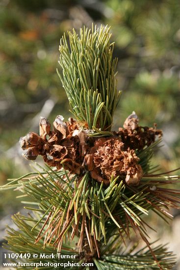 Pinus albicaulis