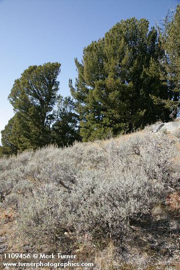 Artemisia arbuscula