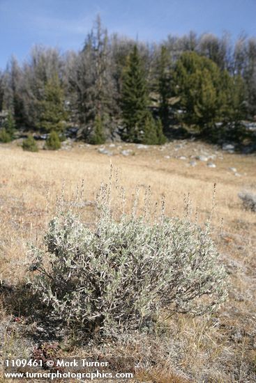 Artemisia arbuscula