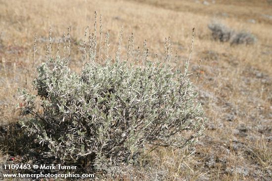 Artemisia arbuscula