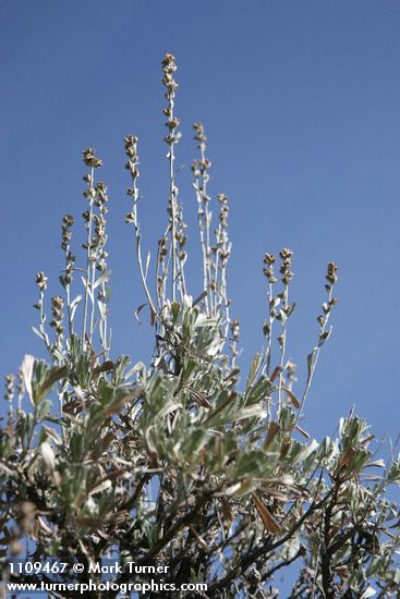 Artemisia arbuscula