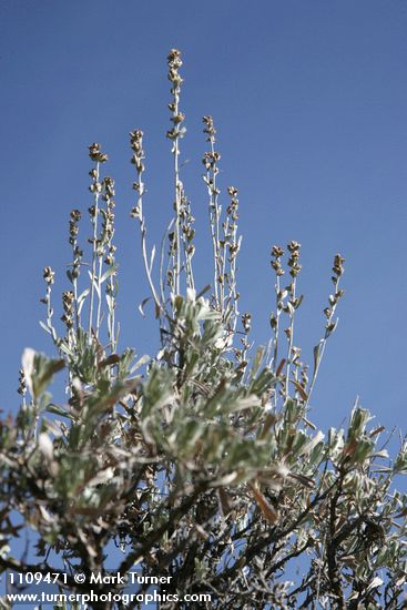 Artemisia arbuscula