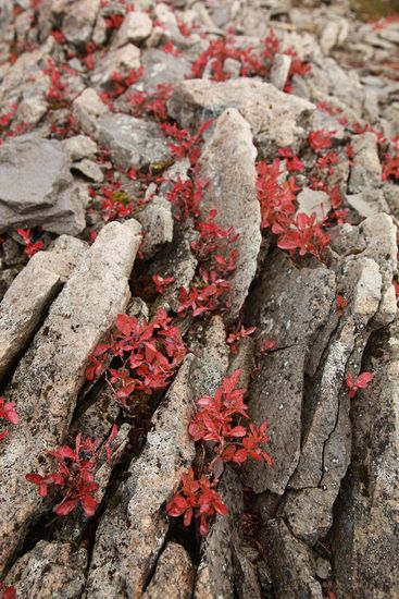 Vaccinium deliciosum