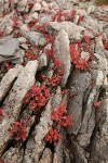 Cascades Blueberries fall foliage among rock crevices