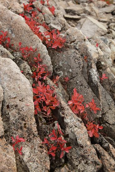 Vaccinium deliciosum